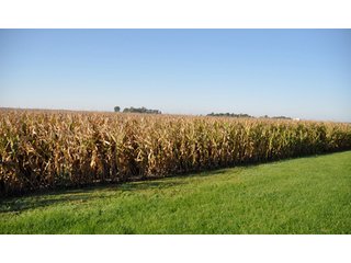 Property photo 3 - 220.9 +/- Acres Offered in 5 Tracts - Farmland Auction